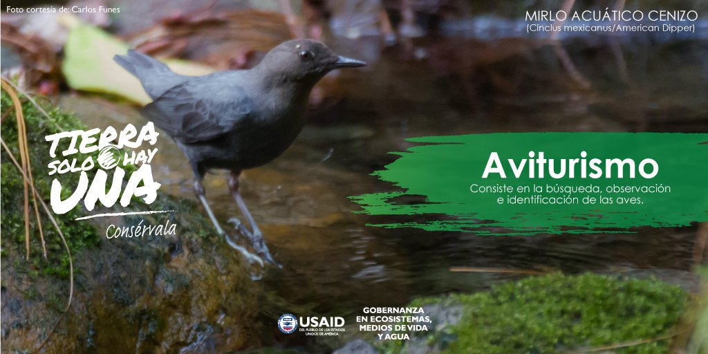 La #observación de aves ayuda a medir la salud de los ecosistemas. El mirlo acuático cenizo prefiere orillas de riachuelos dentro de la montaña para alimentarse y anidar; se le considera un buen indicador de calidad de #agua en los #ecosistema #TierraSoloHayUna <a href="/USAIDHonduras/">USAID Honduras</a>