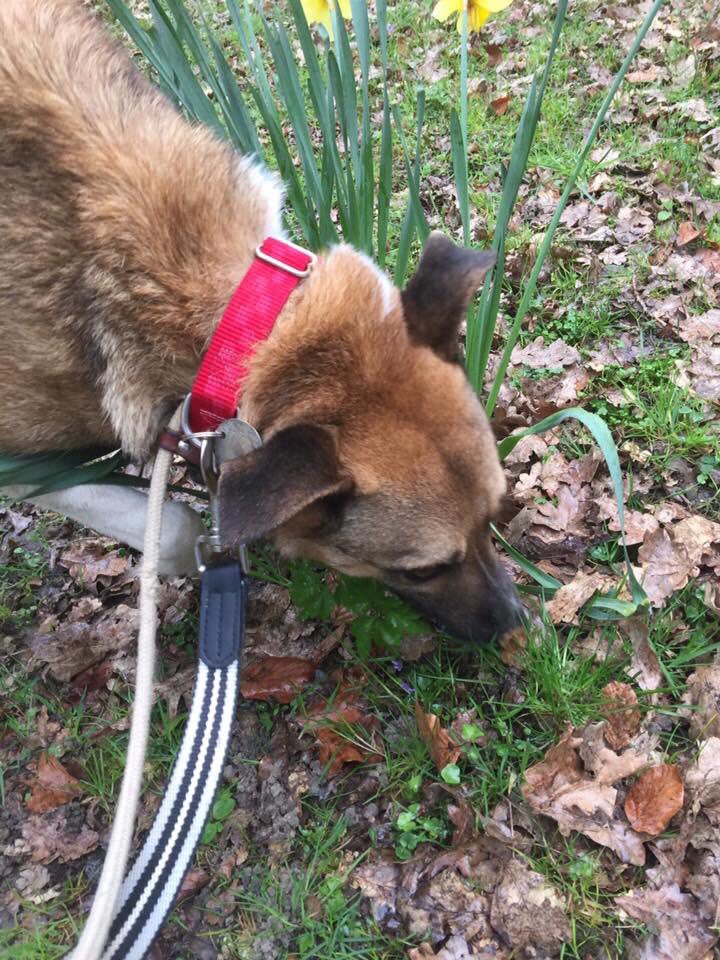 Taking his first walk out of the centre ❤️Colin loving the new sights and smells 🌼 #paws4ever #surrey #sussex #westsussex #horsham #crawley #dogbehaviour #dogtraining #adoptdontshop #holbrookanimalrescue