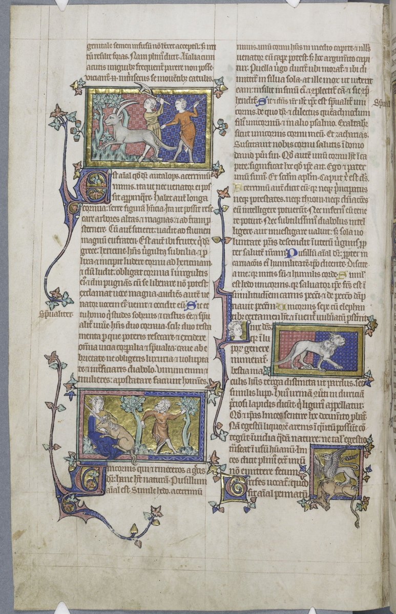 ParkerLibCCCC's tweet photo. 🦄 🌈Celebrating #NationalUnicornDay with this gorgeous #golden early 14thC #English #unicorn from one of our best-loved #manuscripts; The #Peterborough #Bestiary! (#CCCC53, fol. 190v) Cf at #Parker2 here: https://t.co/qy0Yhd4g5o
#illuminated #marvellousmss #medievaltwitter https://t.co/lGMNaEsd4z