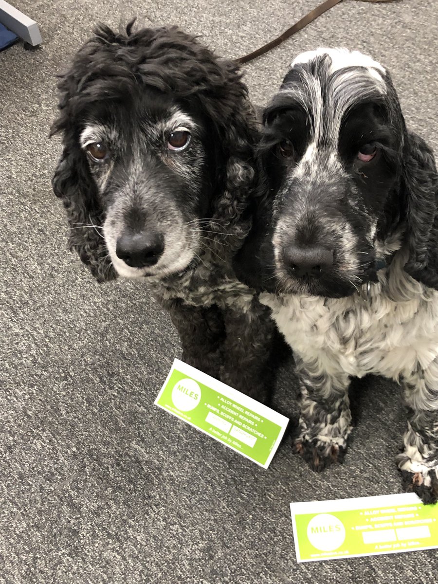 milesbvsltd's tweet photo. The Miles BVS Woofers are loving their details printed on the I Love Eagle Radio Stickers! #eagleradio #alloywheelrepairs
#VehicleBodyRepairs #Woking #Sandhurst https://t.co/BF9gTCO3VA