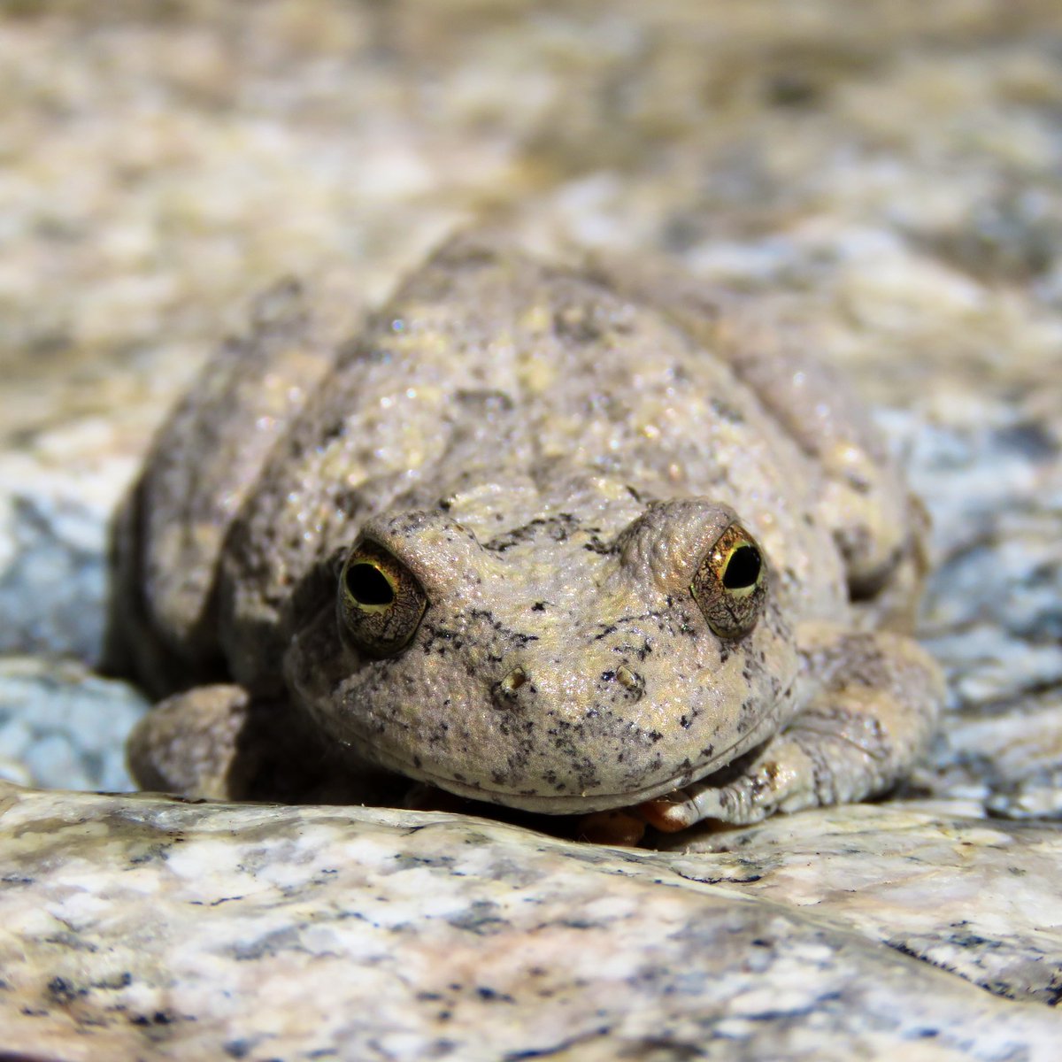 mtbogan's tweet photo. Canyon treefrogs (Hyla arenicolor) have mastered the art of chilling out— Bear Canyon, AZ #treefrogtuesday https://t.co/NuFJWNEuBC