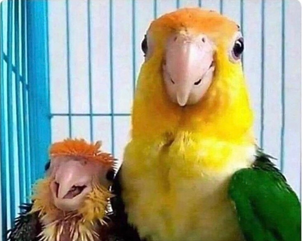 eric adams hate acct. on X: “Bouncer at unlimited brunch: Is your 