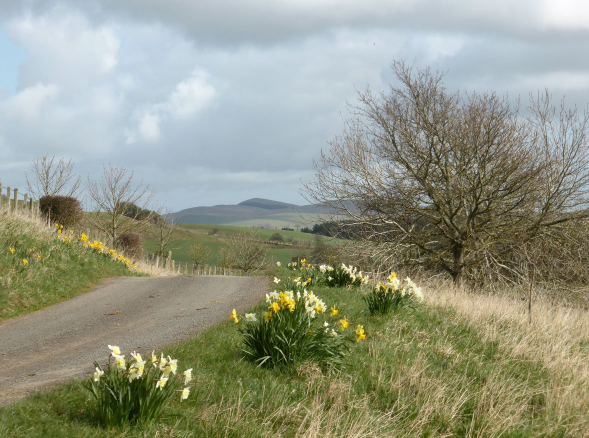 Thehenlady's tweet photo. Daffodils flowering along the lane near Elilaw but still a cold easterly wind #Northumberland #notquitespring https://t.co/wsalbjFCFD