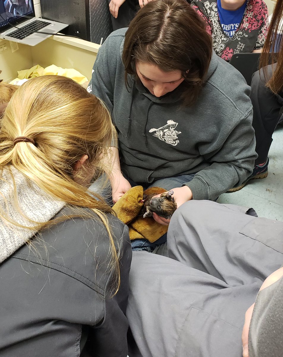FLTCC_AnSci_1's tweet photo. Ava has been in labor for a few hours now! So far we've got 1 pup and it's a boy! Stay tuned for updates!
#wearefltcc #wflboces #fltccanimalscience #fltcc https://t.co/34IaAAZlRn