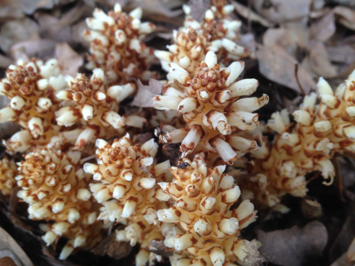 Any idea what organism this is in Georgia early June under leaf litter? Very pretty up close.  I like to appreciate nature's clean up crews.