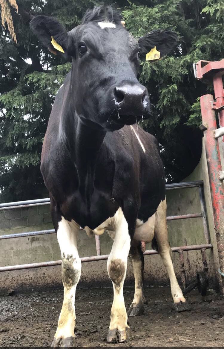 Kilsunny_Herd's tweet photo. This six year old cow was slaughtered this morning.
She had been suffering from a uterine infection after calving a set of twins that was never satisfactorily resolved and had reached the end of her productive life.
One cow less in the parlour tonight 😌
#realfarmlife #factoryday https://t.co/7LxJWFRcr3