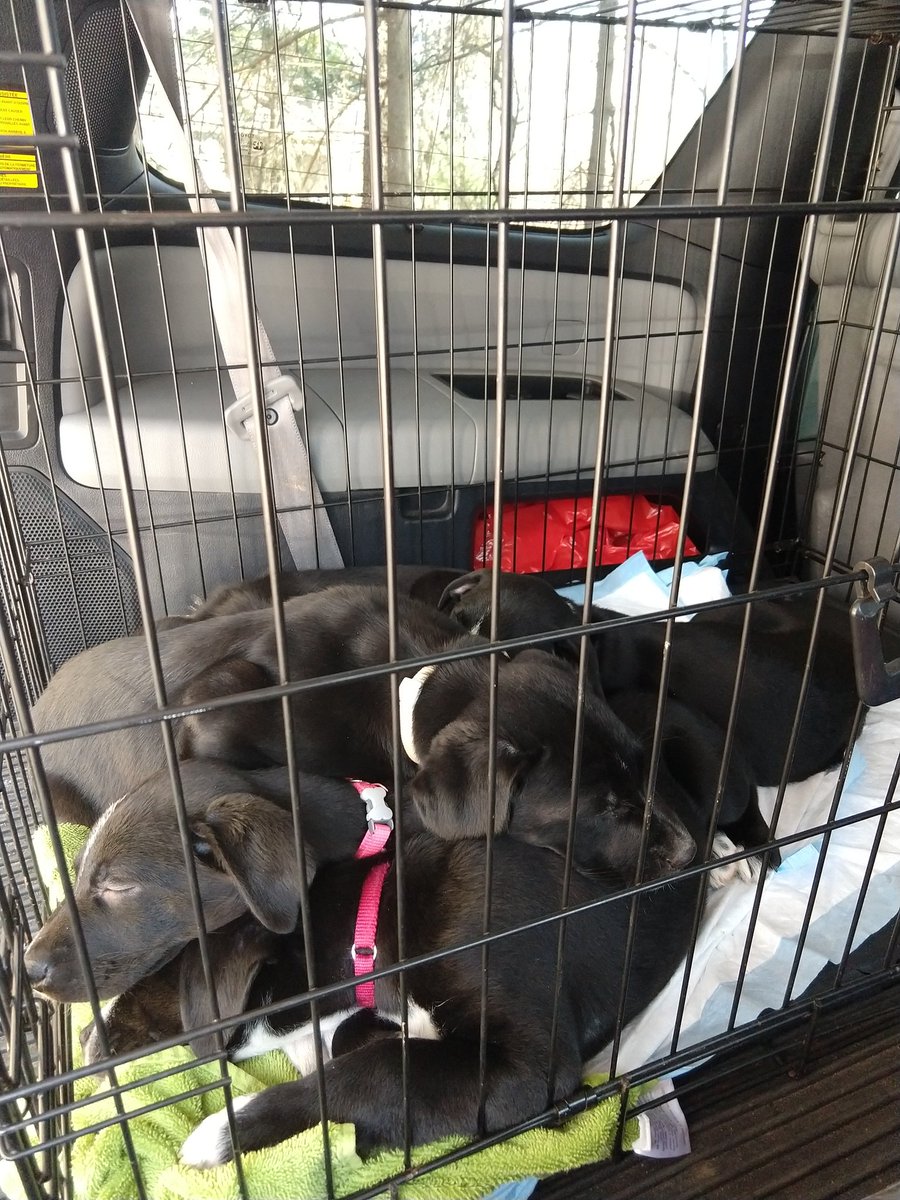 CHNpups's tweet photo. We had so much fun this weekend with three litters of pups! Just look at those angel faces! ๐
#CHNPups #AdoptDontShop https://t.co/gXba5QKs5v