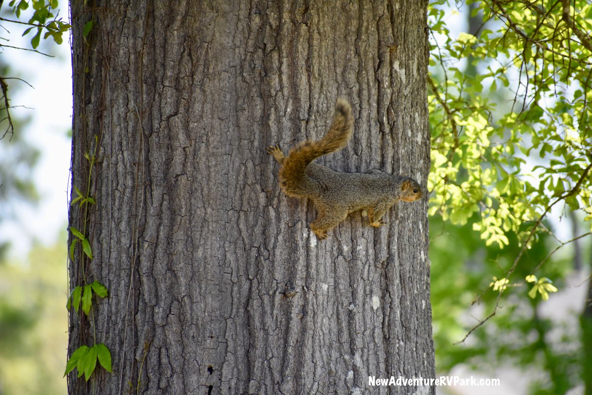 Leroy the squirrel is keeping an eye on the campers as they enjoy a walk around the park!  #nature #OptOutside #EastTexas #GoRVing #NaturePhotography #leavethenutsalone 🐿️🥜🥜🥜
