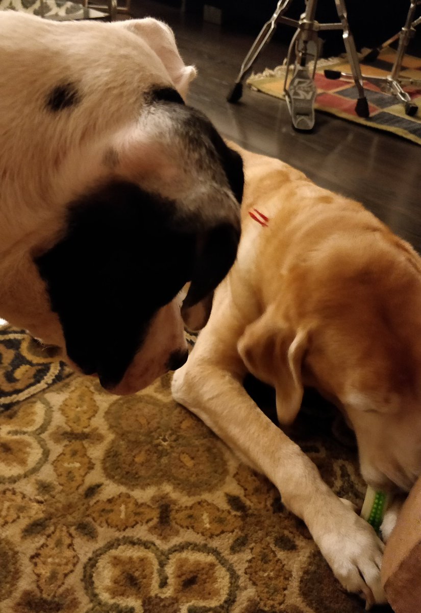 whenwherenilly's tweet image. mumma, i thin had to go back to skool. she nos not to count. she got 2 chew toys, and we r 3. she forgot to count me? 

mumma? @SandhyaSridhar