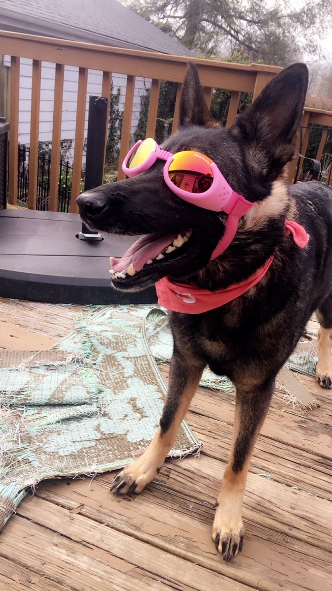 This is Gwendy. She has lupus, so she needs to wear doggles and sunscreen whenever she plays outside. Doesn't seem to mind it. Actually quite stylish. 14/10
