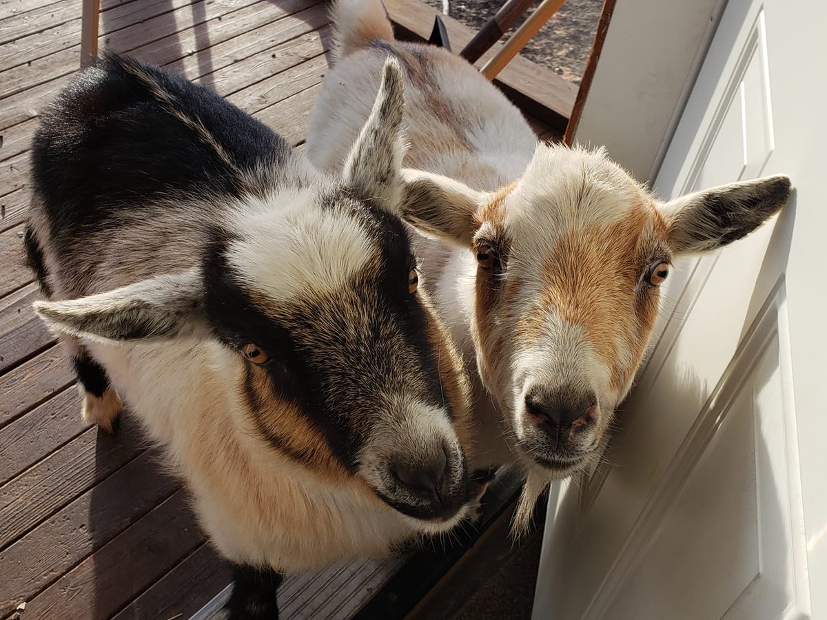 ABStormChaser's tweet photo. Tis the season for the game 'How to keep the damn goats in their enclosure'. What a bunch of shitheads! #goatmom #LuckyTheyAreCute #FreeRoamingJerks #NoPlantIsSafe https://t.co/E1ZgX5Q6gh