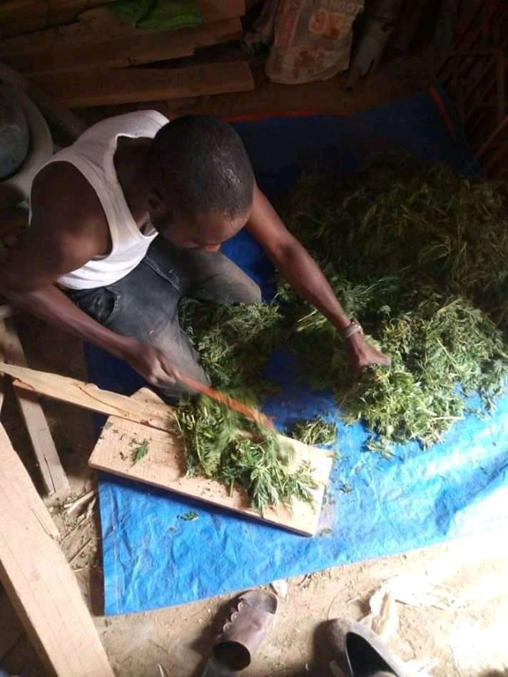 AlfaroTraore's tweet photo. La ferme Artemesia Gao vous souhaite la bienvenue
La solution pour le paludisme https://t.co/1M22MDPlIx