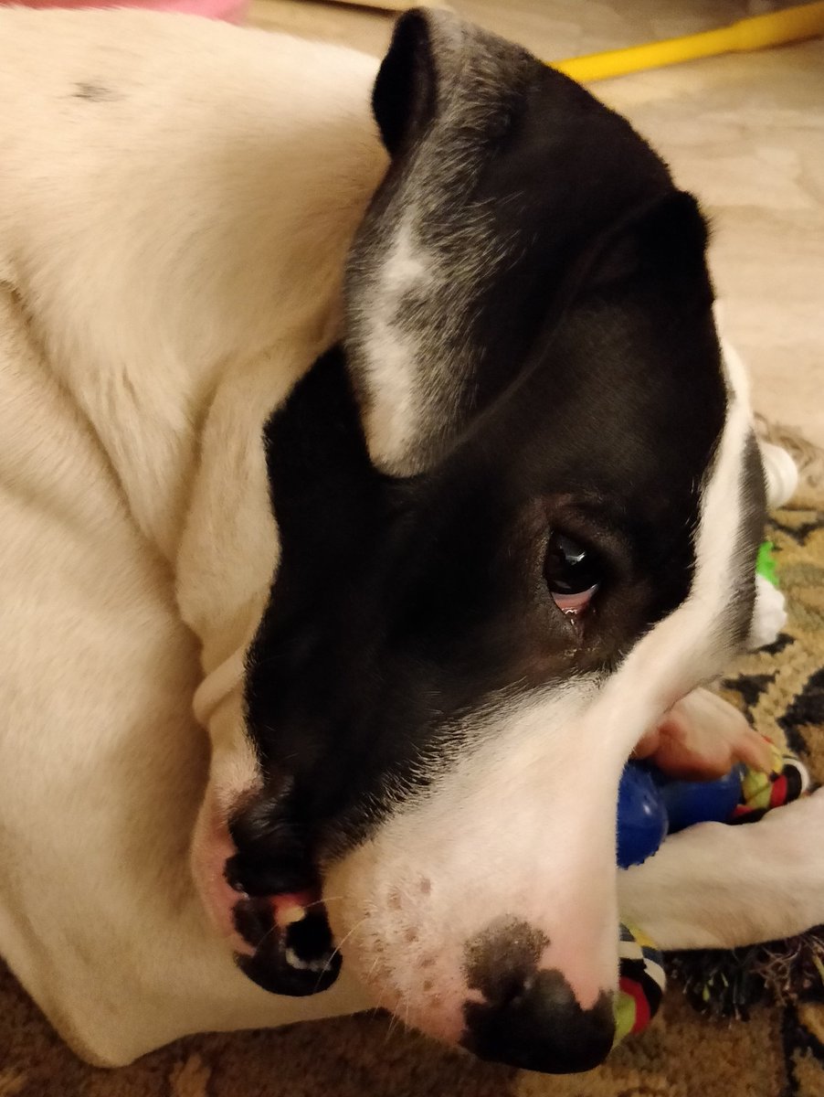 whenwherenilly's tweet image. mumma got me the best toy. i can chew, pull and play. my mumma 😍