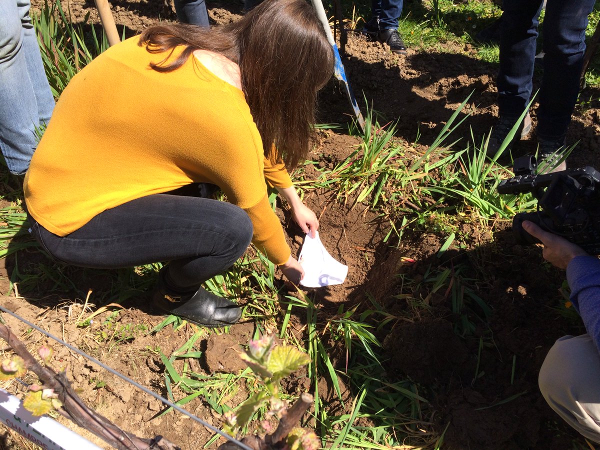 BergeracVins's tweet photo. Le #Breakslip une expérience scientifique pour mesurer l’activité biologique des sols en mesurant la dégradation d’une culotte en coton #bio par la micro faune du sol. C'était aujourd'hui sur un de nos domaines viticoles Grange Neuve à Pomport https://t.co/nOEedMCf5f https://t.co/Q7vNNjg5FG