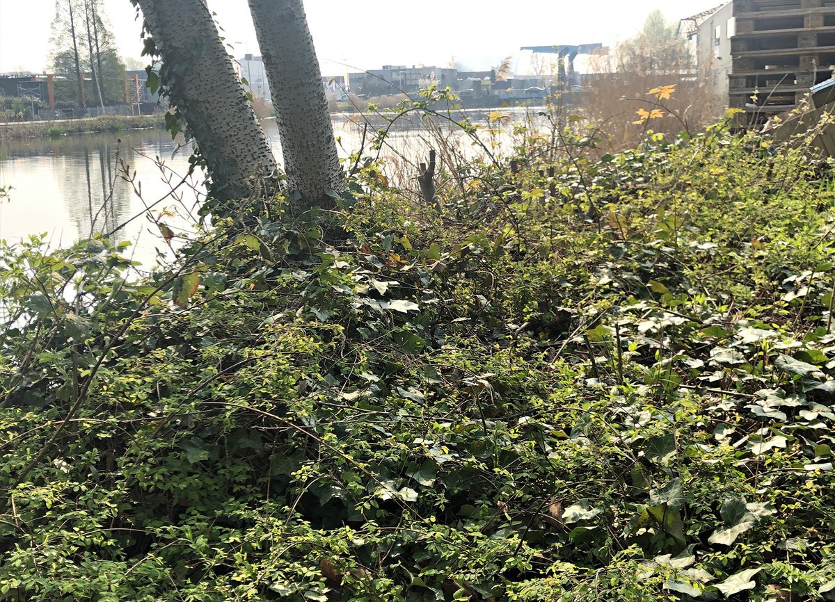 ONS-gebouw Schiedam tweet media