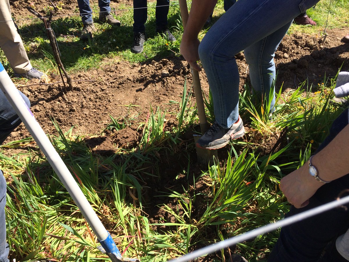BergeracVins's tweet photo. Le #Breakslip une expérience scientifique pour mesurer l’activité biologique des sols en mesurant la dégradation d’une culotte en coton #bio par la micro faune du sol. C'était aujourd'hui sur un de nos domaines viticoles Grange Neuve à Pomport https://t.co/nOEedMCf5f https://t.co/Q7vNNjg5FG