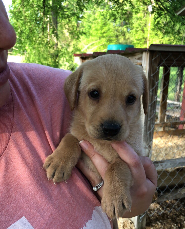 🚨Cuteness emergency🚨 
Meet my new coworker! (perks of working from home) She starts next weekend and I will only tweet puppy pictures from here on out! #futureduckdog #workingmangundogs