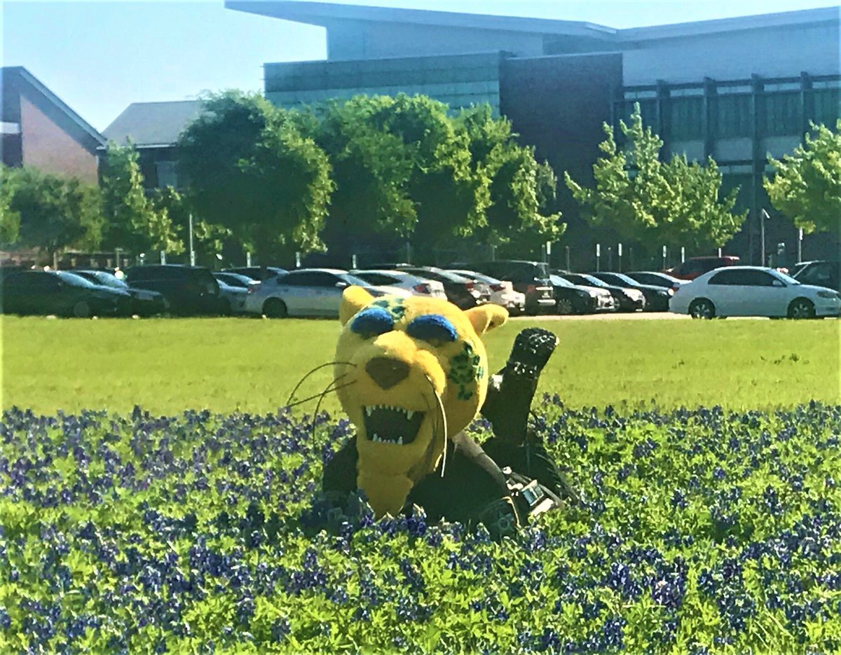 UNTDallasPD's tweet photo. UNT Dallas' Trailblazer Mascot decided to join the #BacktheBluebonnetsChallenge with the UNT Dallas Police Officers!
And well, he stole the spotlight!
#BacktheBluebonnets #UNTDallasPD https://t.co/x78MIKtA24