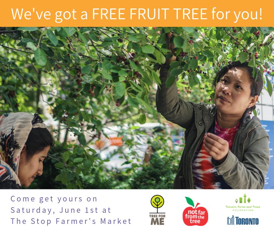 Not Far From The Tree (@nfftt) on Twitter photo 🌿 On June 1st we're hosting a #TreeforMe event at <a href="/TheStopCFC/">The Stop Community Food Centre</a> Farmer's Market 🌿 Register for your Serviceberry, Hackberry, or Chokecherry tree at ow.ly/6Ivy50pxeP5 👍 #EveryTreeCounts @TOParksandTrees 🌿 On June 1st we're hosting a #TreeforMe event at <a href="/TheStopCFC/">The Stop Community Food Centre</a> Farmer's Market 🌿 Register for your Serviceberry, Hackberry, or Chokecherry tree at ow.ly/6Ivy50pxeP5 👍 #EveryTreeCounts @TOParksandTrees