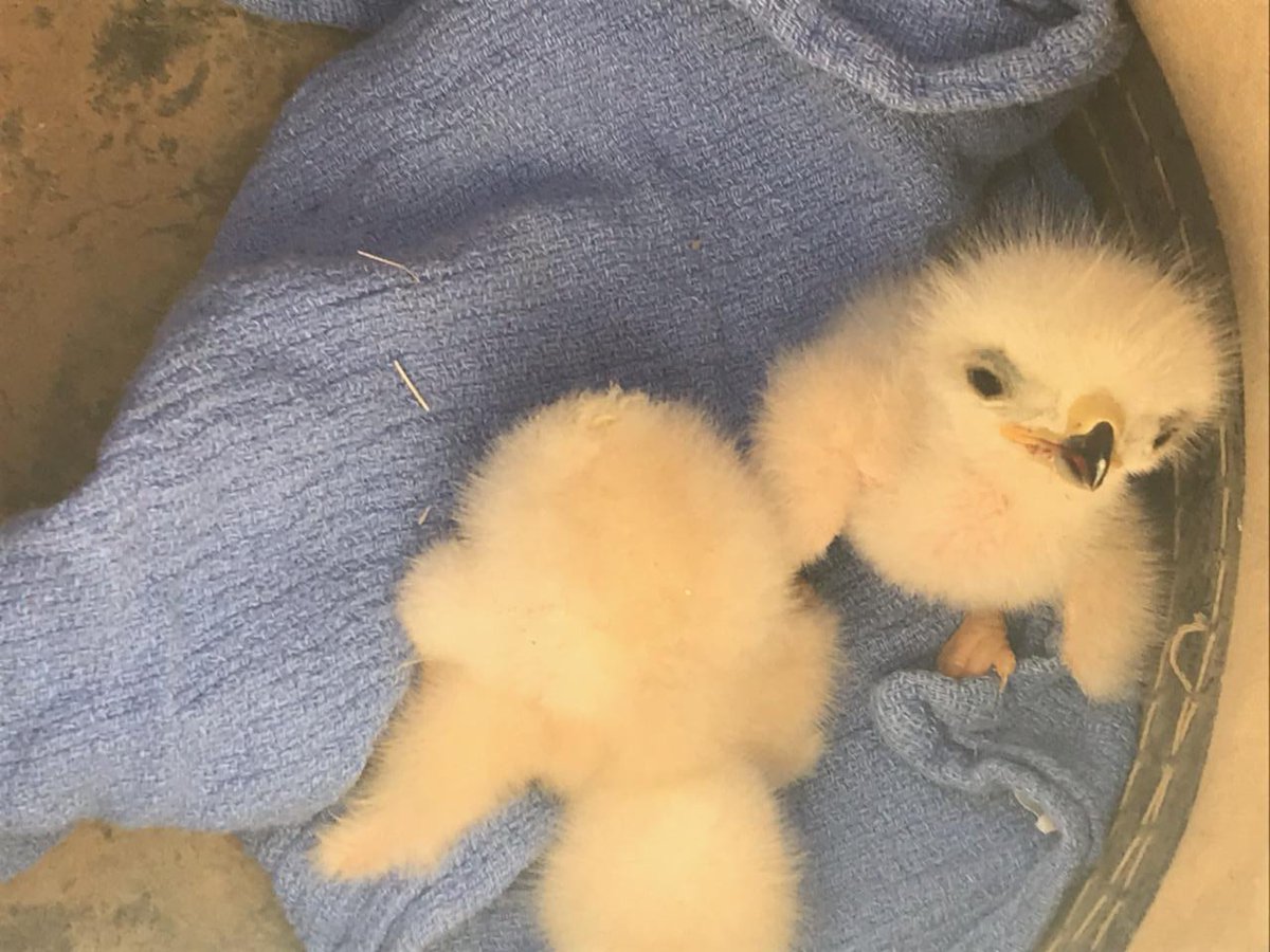 apsFYI's tweet photo. Baby birds 🐣 are hatching across AZ! Whether we are relocating some baby hawks in #Quartzsite or using drone technology to inspect any nests we find along the lines, we want to ensure the safety of our feathered friends while maintaining #reliable service for our customers. https://t.co/b2IsR7QpFU