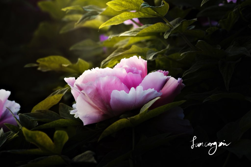 范on Twitter 我遇见最美的牡丹花i Met The Most Beautiful Peony By 范范 Peony 牡丹花 Flower 旅行 Travel 花 Beautiful Like Spring T Co 5woidqobdb Twitter