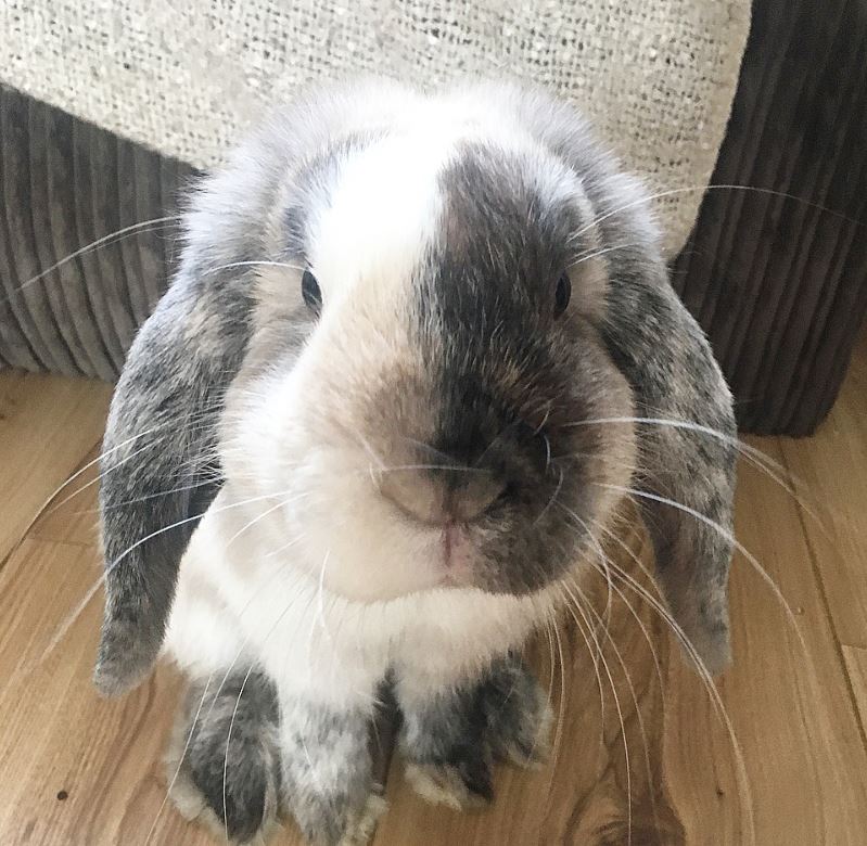 McGoosGuide's tweet photo. Today I had to take my best boy for his jabs, nail clip and teeth check. Clean bill of health for Brian, and maybe a slice of banana as a treat for being such a good boy! https://t.co/WbQTcpvtmX