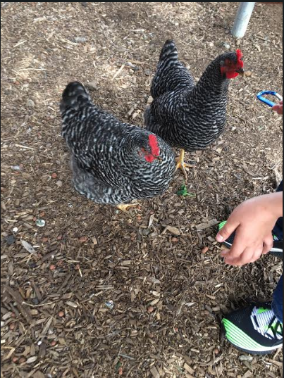 FranciscoJVel04's tweet photo. Eggxtraordinary News!! Our chickens (Laya & Amelia) started laying eggs π #FeasterLearns, #FeasterFarms https://t.co/Mv9MseaTSI