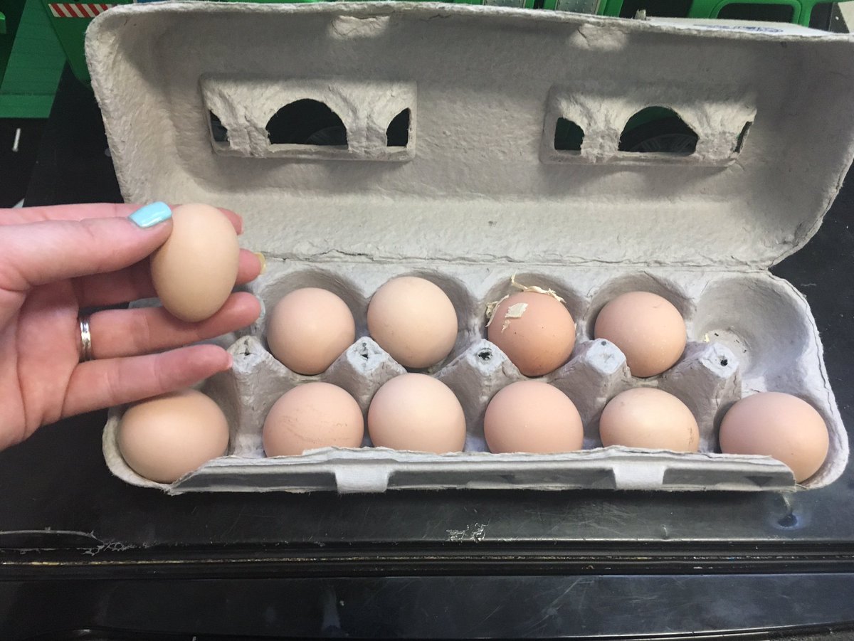 FranciscoJVel04's tweet photo. Eggxtraordinary News!! Our chickens (Laya & Amelia) started laying eggs π #FeasterLearns, #FeasterFarms https://t.co/Mv9MseaTSI