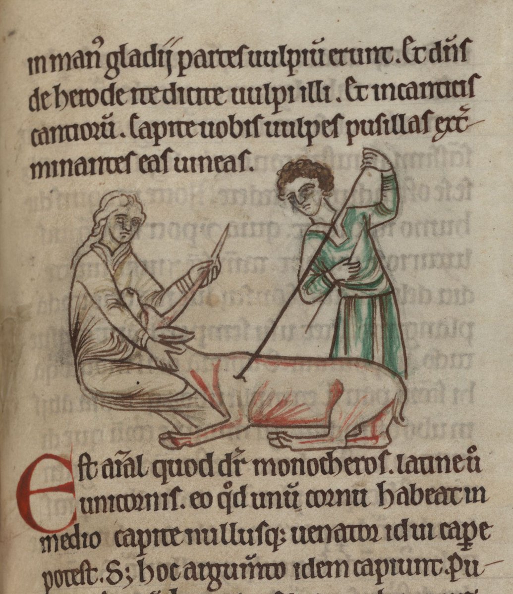 ParkerLibCCCC's tweet photo. @psalmotoxin @CorpusCambridge @theULSpecColl @camedieval @BLMedieval @LovettPatricia @suz_paul @Vivacity_Museum @lisafdavis @SIMS_Mss @AshmoleanMuseum @aldevine Two further magnificent medieval #unicorns from @ParkerLibCCCC #manuscripts for #NationalUnicornDay: the first from another #bestiary, #CCCC22 (cf https://t.co/UImmHUl8Wa) &amp; the second, from #CCCC404, is exuberantly denouncing Pope Honorius IV! (cf https://t.co/IHBiP94ZOy) https://t.co/UN7fixdtJk