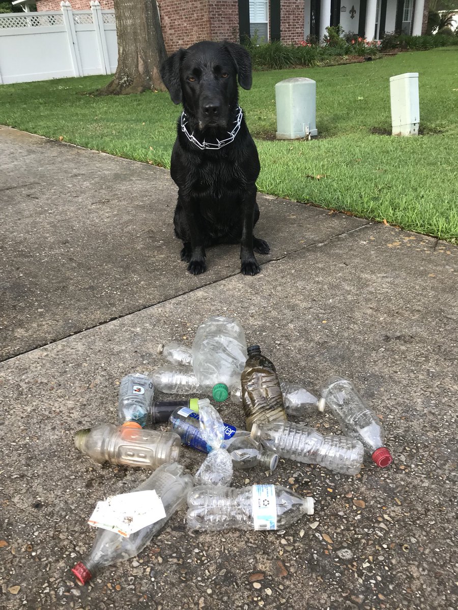 beccakleinpeter's tweet photo. Every day my parents take our dog Abby to the Mississippi river and she retrieves plastic bottles that wash up. Today she broke her record with 14 bottles. Be like Abby. Pick up the trash you see. Take care of our rivers. https://t.co/UJtlRJWDGI