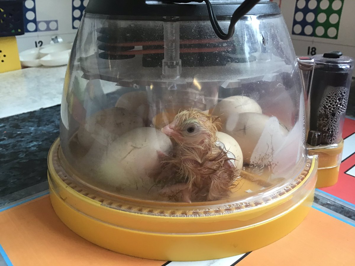Penclawdd's tweet photo. Glee - full of glee!...well, and a bedraggled chick!! Such eggcitment and captured on a selfie!! #pencR1 #pencfp #penclit #pencfp ⭐️💛🌟🐣⭐️ https://t.co/iyO1YPBUxp