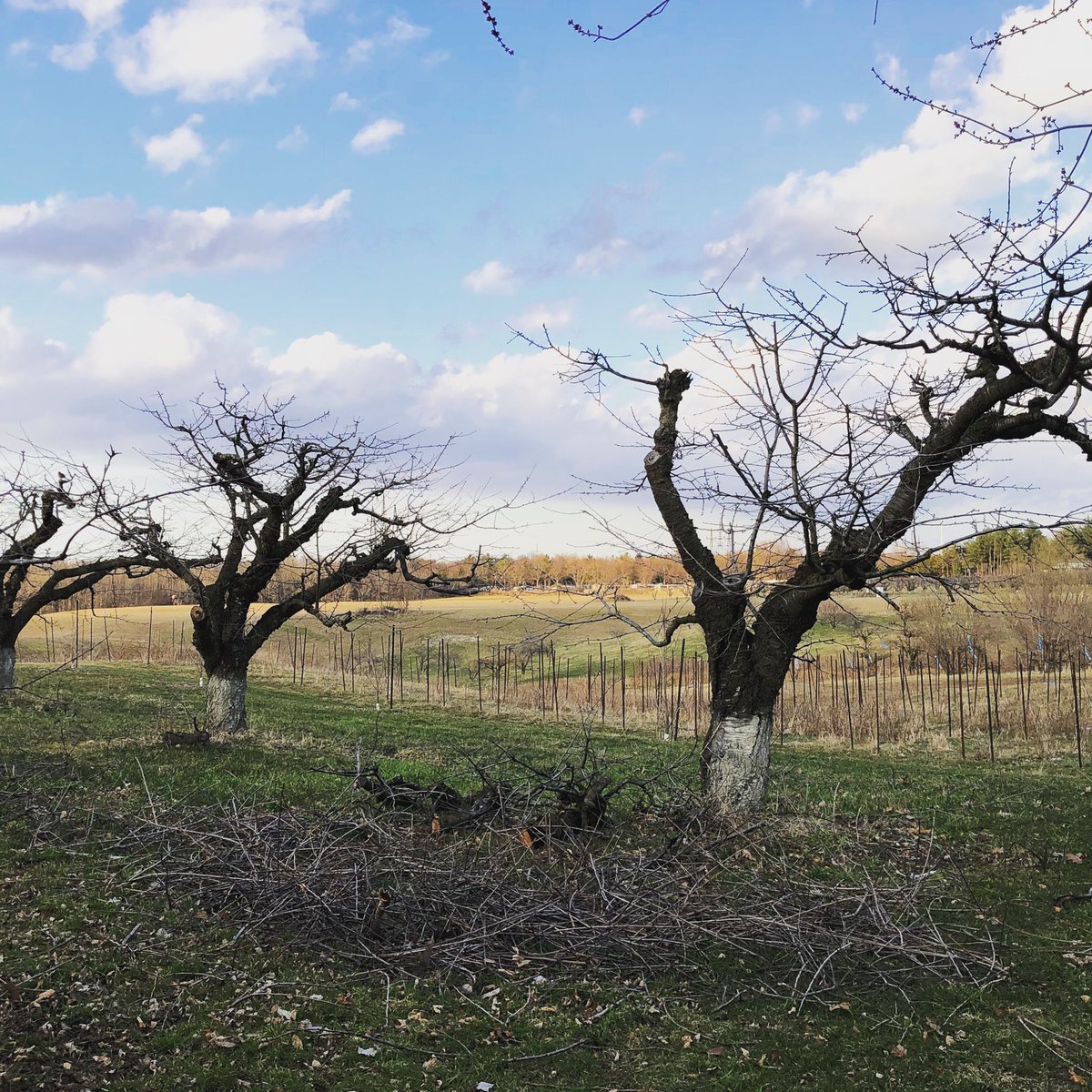 MathiasFarms1's tweet photo. Cherry season prep is in full swing.
#mathiasfarms #pruning #springtodolist #cherryseasoniscoming #fonthill #pelham #cherrytrees #niagarafruit #niagarabusiness #farmlife https://t.co/5Dg0bMAoAT