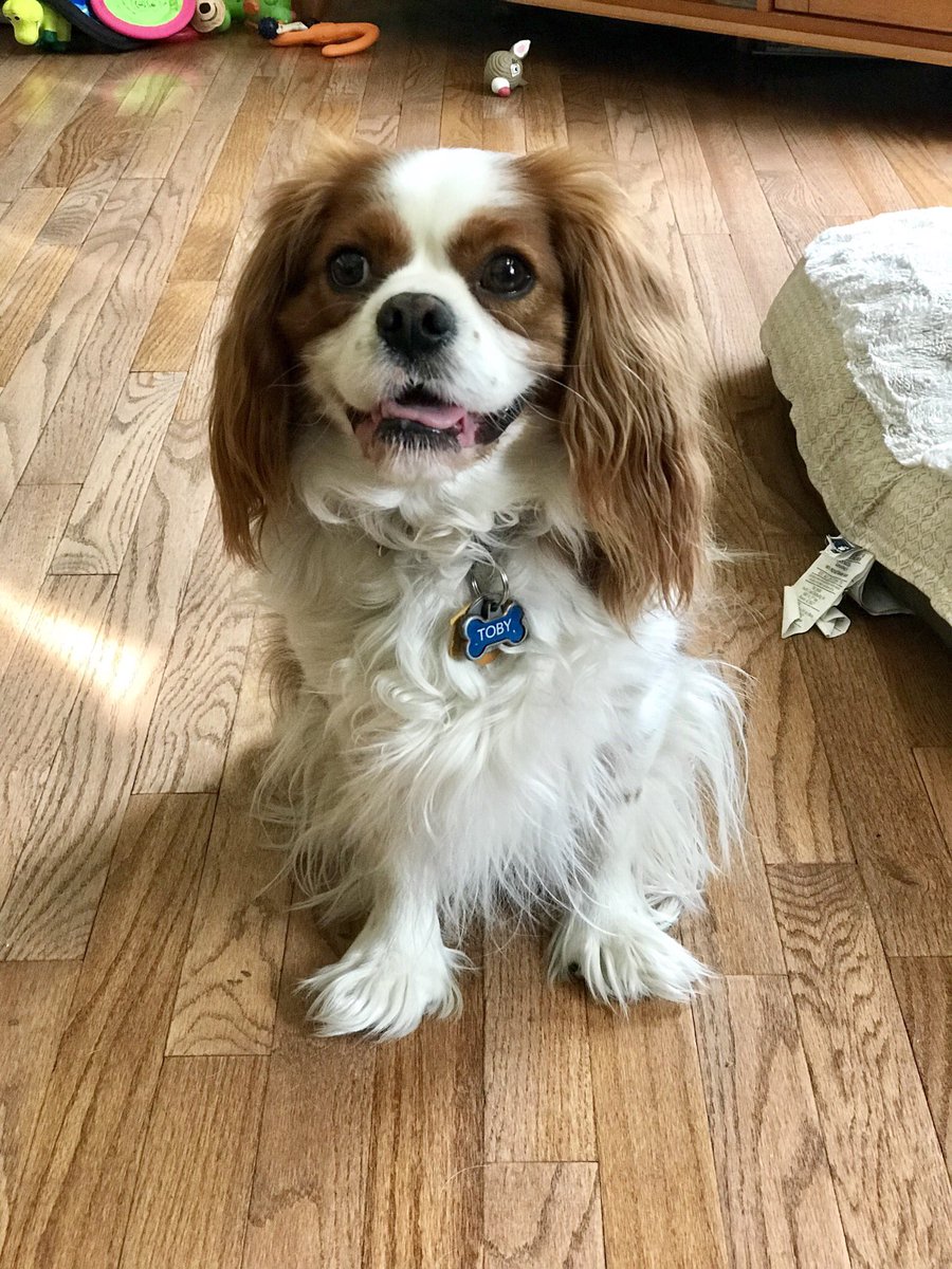 CavKingToby's tweet photo. Mommy said “Smile!” 🐶 #cavpack #cavsoftwitter https://t.co/lzbwLYVX9t