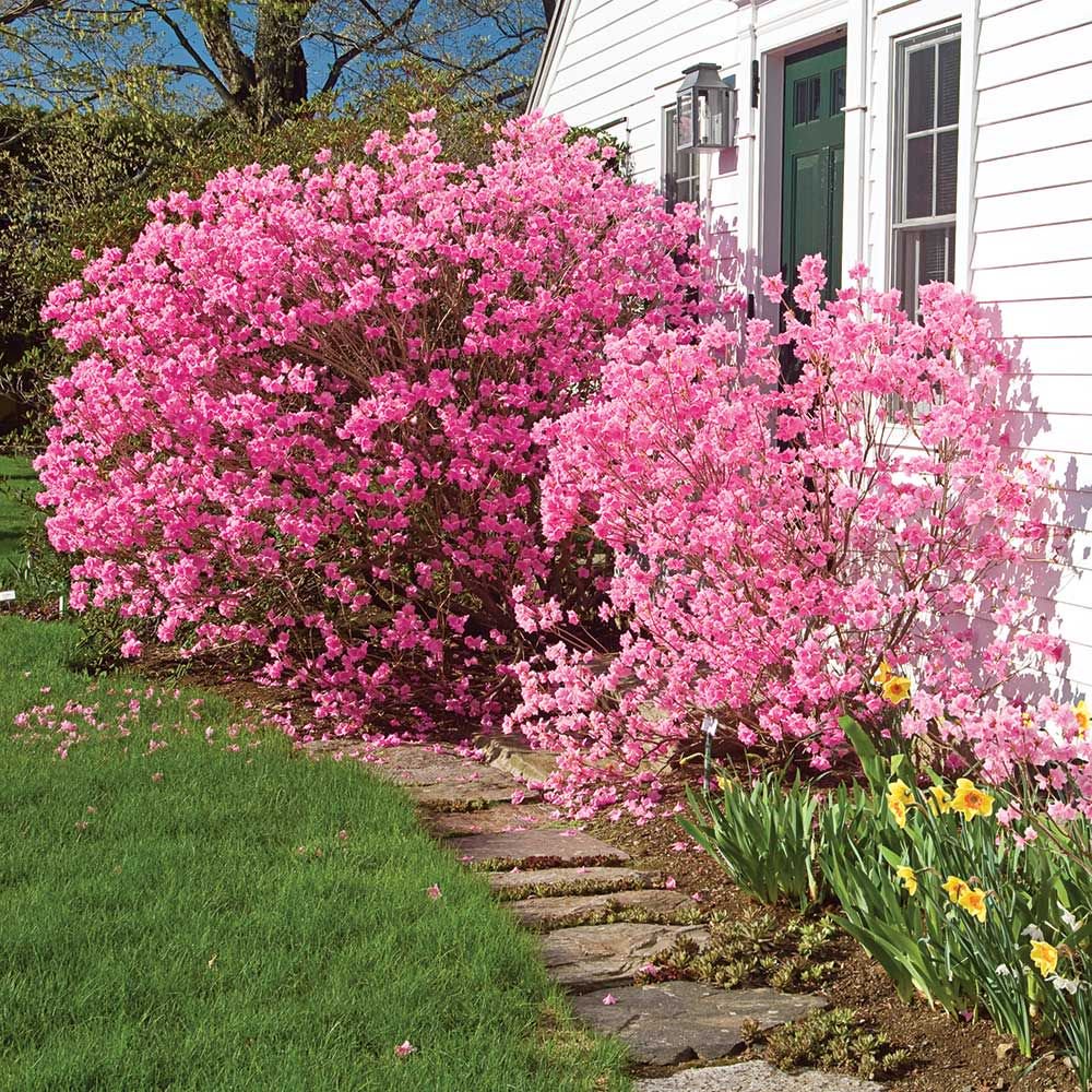Миндаль трехлопастной Prunus triloba