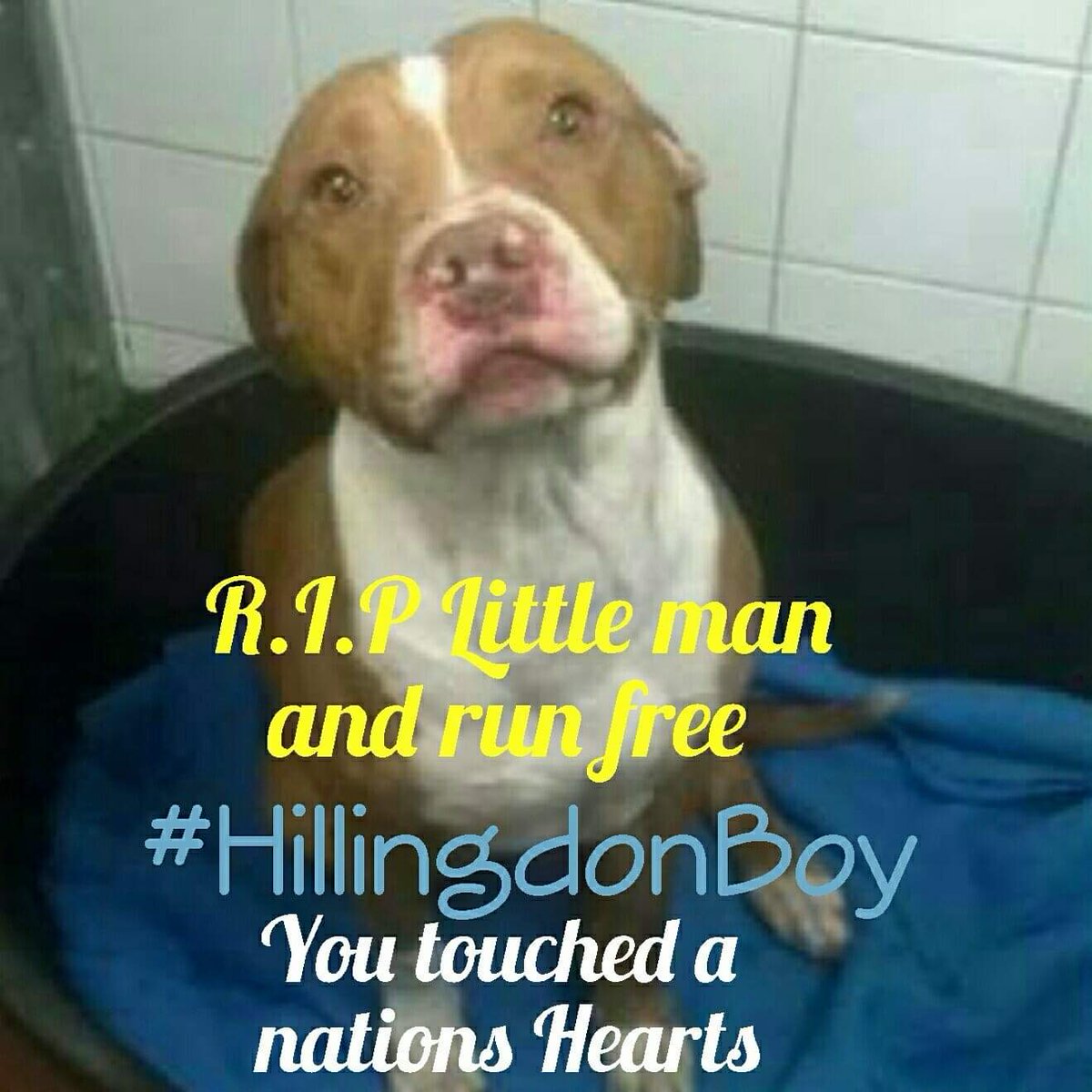 Two years ago today #HillingdonBoy was pts because he was deemed a pitbull type and a stray we fought hard to save him bit the law is an arse 😪😪