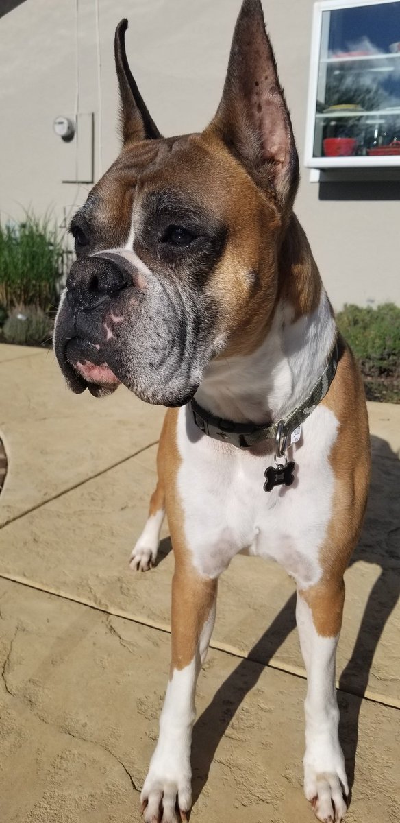 Handsome Rogue taking in the sunshine! <a href="/AndyLeonatti/">Andy Leonatti</a>