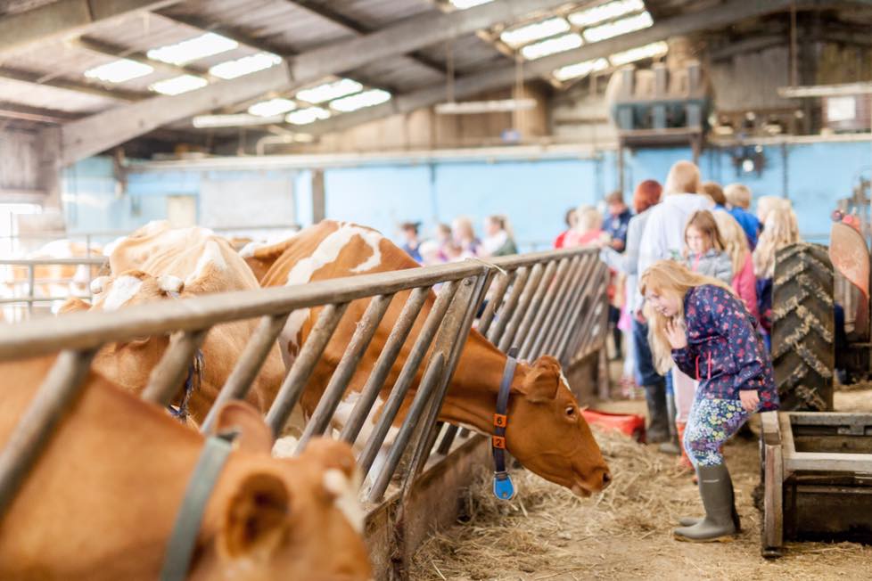 If you're not sure what to do tomorrow, Briddlesford will be having Welly Wednesday whatever the weather. Essential to book 882885 Farm tour, see the cows and calves and watch the milking £5 adult £2.50  Hot food available until 5.30 <a href="/BluebellsCafe/">Buttercup</a>