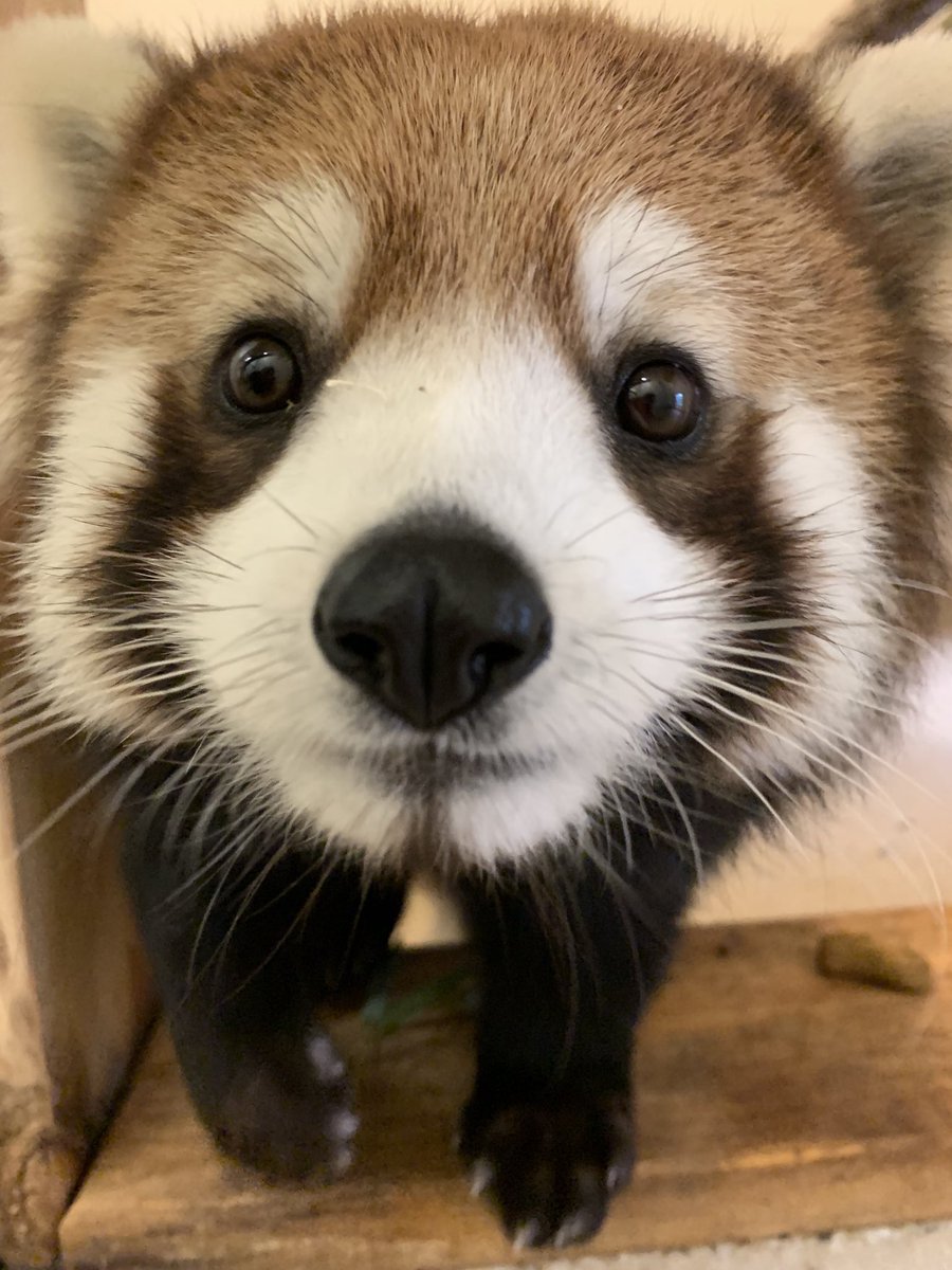 NashvilleZoo's tweet photo. Welcome our newest red panda, Dr.Lily! ❤️ 

This superstar arrived from @MilwaukeeCoZoo this past weekend and is currently in her routine 30-day quarantine before exploring her new home. You’ll be able to see her on Bamboo Trail in mid-May!

Photo Credit: Melinda Kommavongsa https://t.co/huE08h5Uqv