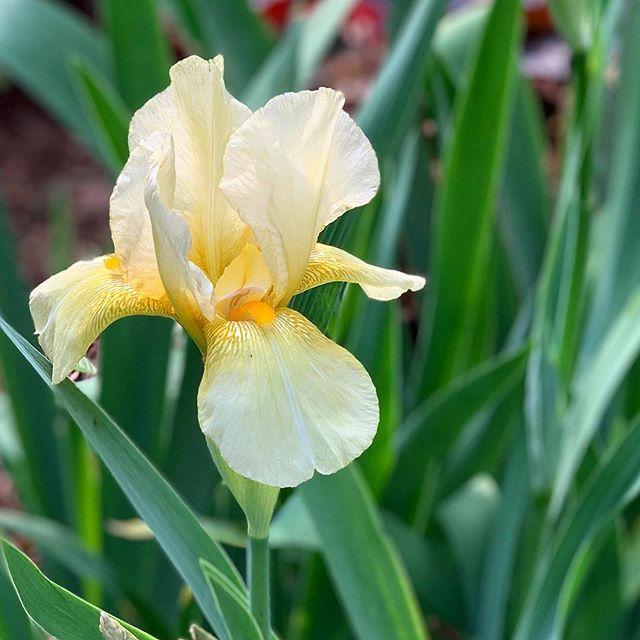 I’m thrilled by this, my very first, Iris bloom! A family heirloom originally from Mimi’s garden. #iris #flowers #blooms #spring #greenthumb #southerngardens #simplepleasures