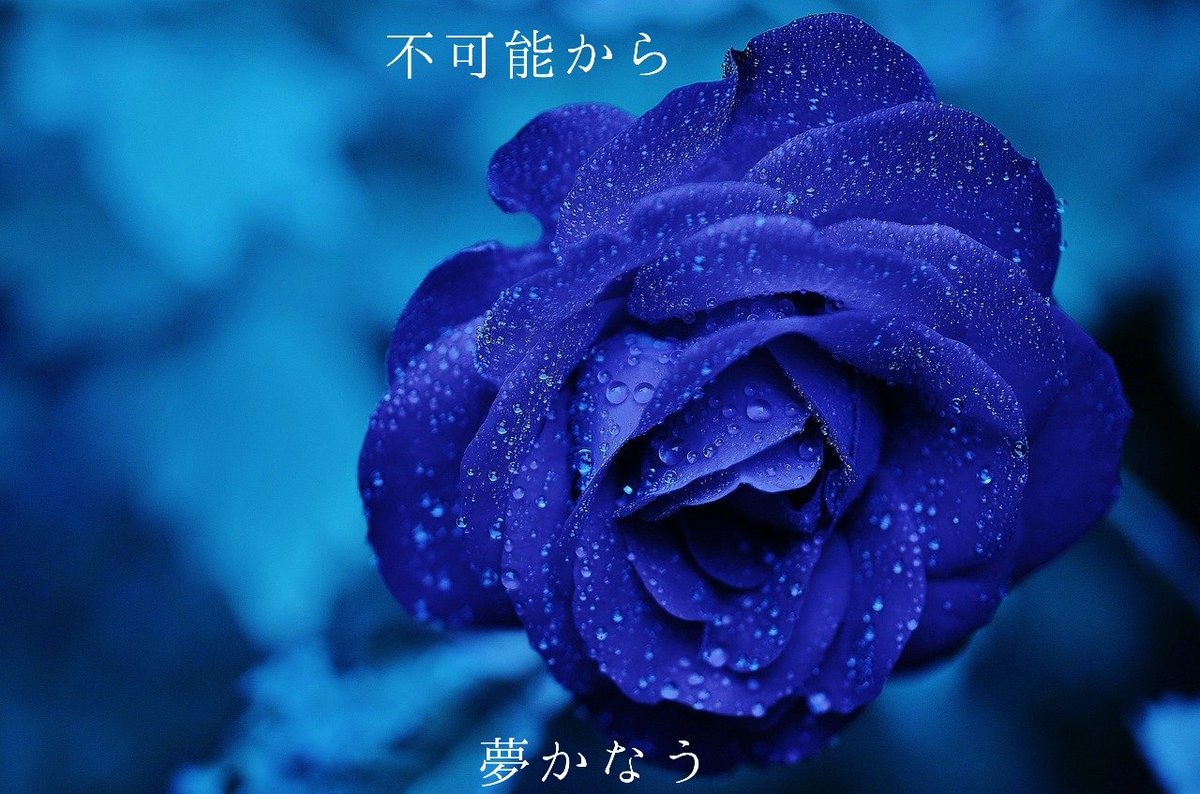 写真でポエム בטוויטר 花言葉さえ変えられる 不可能とされた青い薔薇を 世界で初めて日本の研究者が 開発したことにより変更 花言葉 薔薇 バラ 青