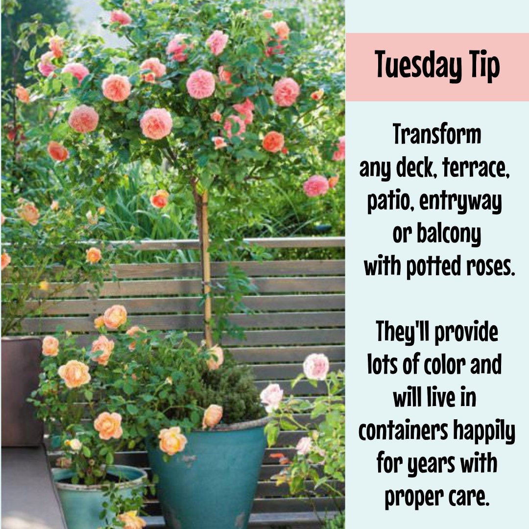 Tuesday Tip - Potted roses  can transform any space!

#blooms #loveroses #pottedroses #fragrantroses #southportnc #containergarden #gardening #rosegarden #horticulture
