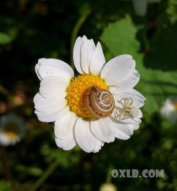 onefineart's tweet photo. The Spring is fully there.... so sweet.. babies are born... #spring #lebanonspring #nature #flowers #macro #macrophotography #macroflowers #snail #spider #art #onefineart - Visit https://t.co/xfyQclOJMn https://t.co/1irD0hc9SF