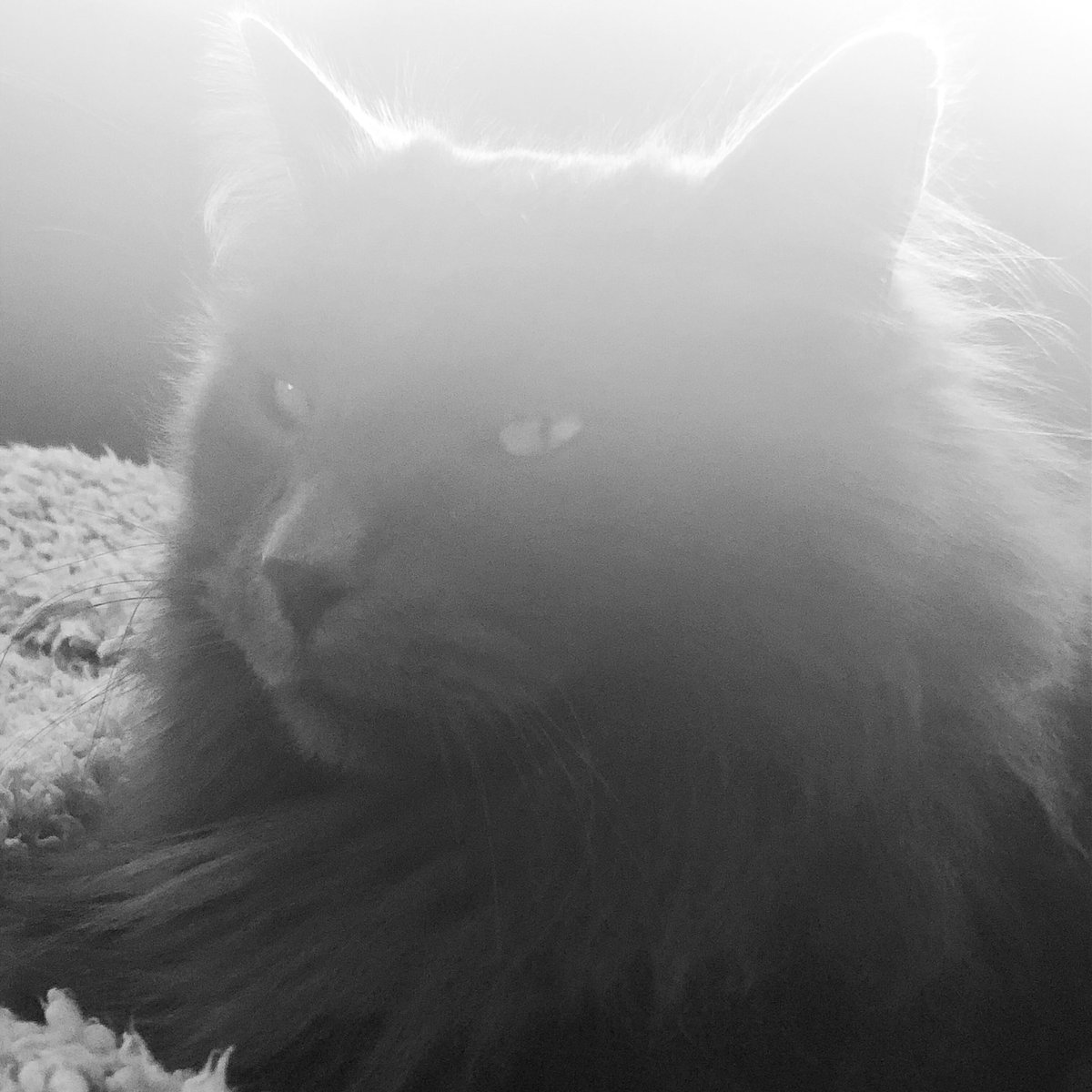 nieklet's tweet photo. Talking to me..? #CatsOfTwitter #cats #instacat #insta_cat #noorseboskat https://t.co/hzkzVF0FWs