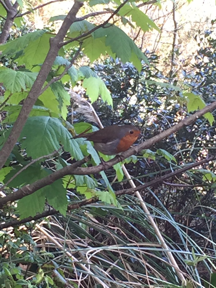 RebeccaLWills's tweet photo. We stopped to admire the view of #LoePool and this little chap came to say hello! #robin #spring #Cornwall https://t.co/JVLdMca0d1
