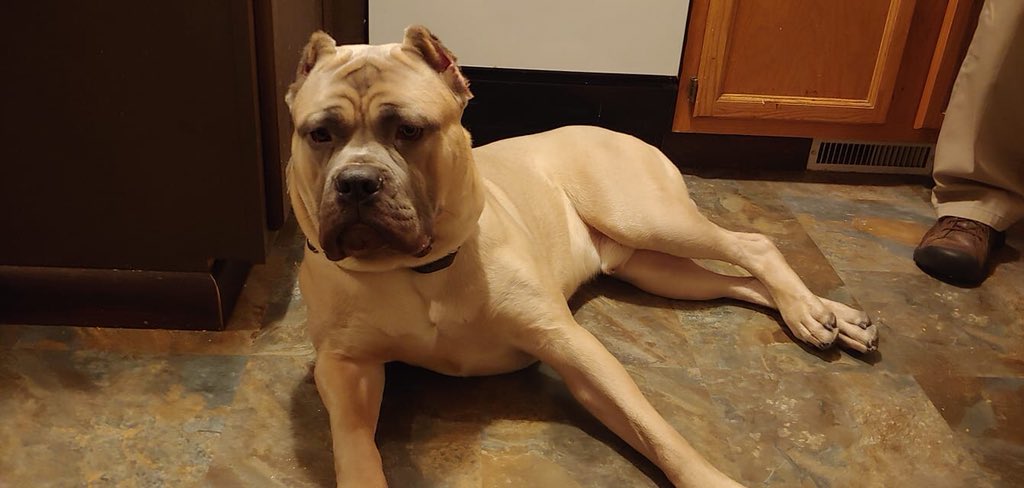mycanecorso's tweet photo. *Gabby Lorenzi #canecorso #tcccoa #mycanecorso #corsocool #canecorsofans https://t.co/BCOuSiw7nb