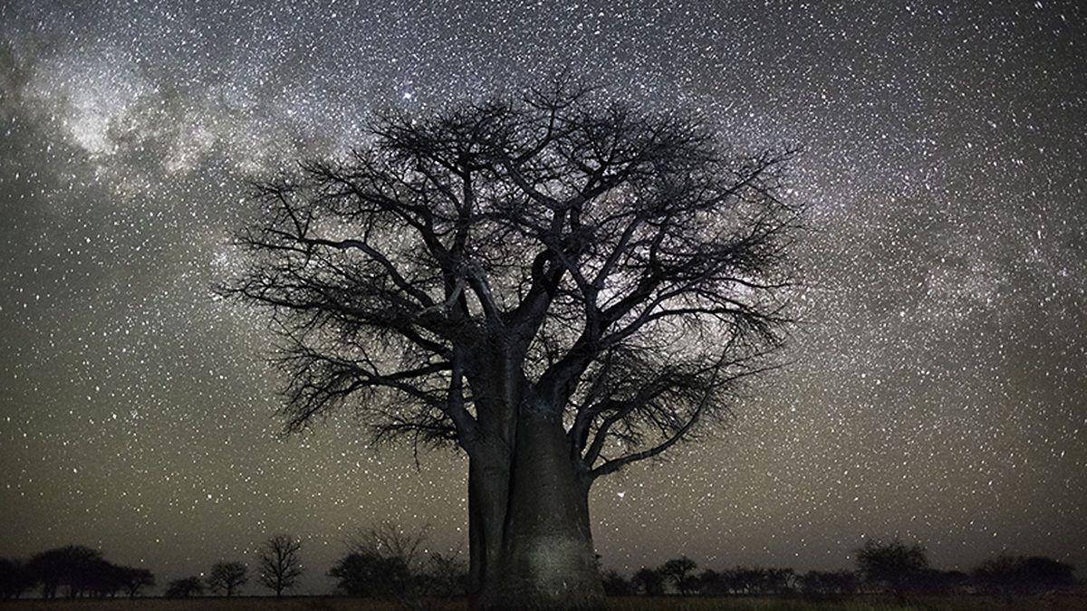 Publishr's tweet photo. Worth a listen | Beth Moon on BBC on a quest to photograph the world’s oldest trees https://t.co/oqhoUGlfEE https://t.co/TUFsaqSbMp
