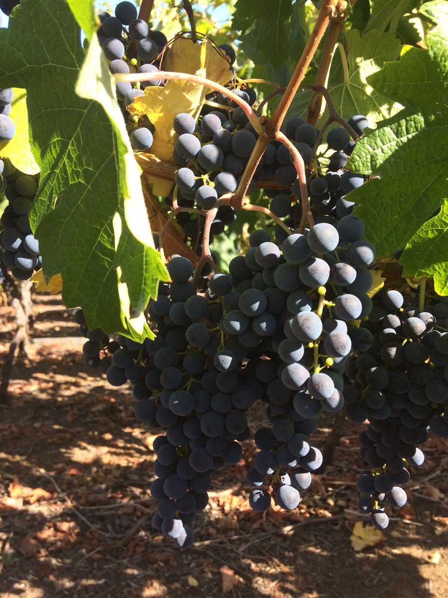 Merlot 1.245 msnm a pocos días de cosecha #TrisquelSeries <a href="/ArestiChileWine/">Aresti Chile Wine</a>