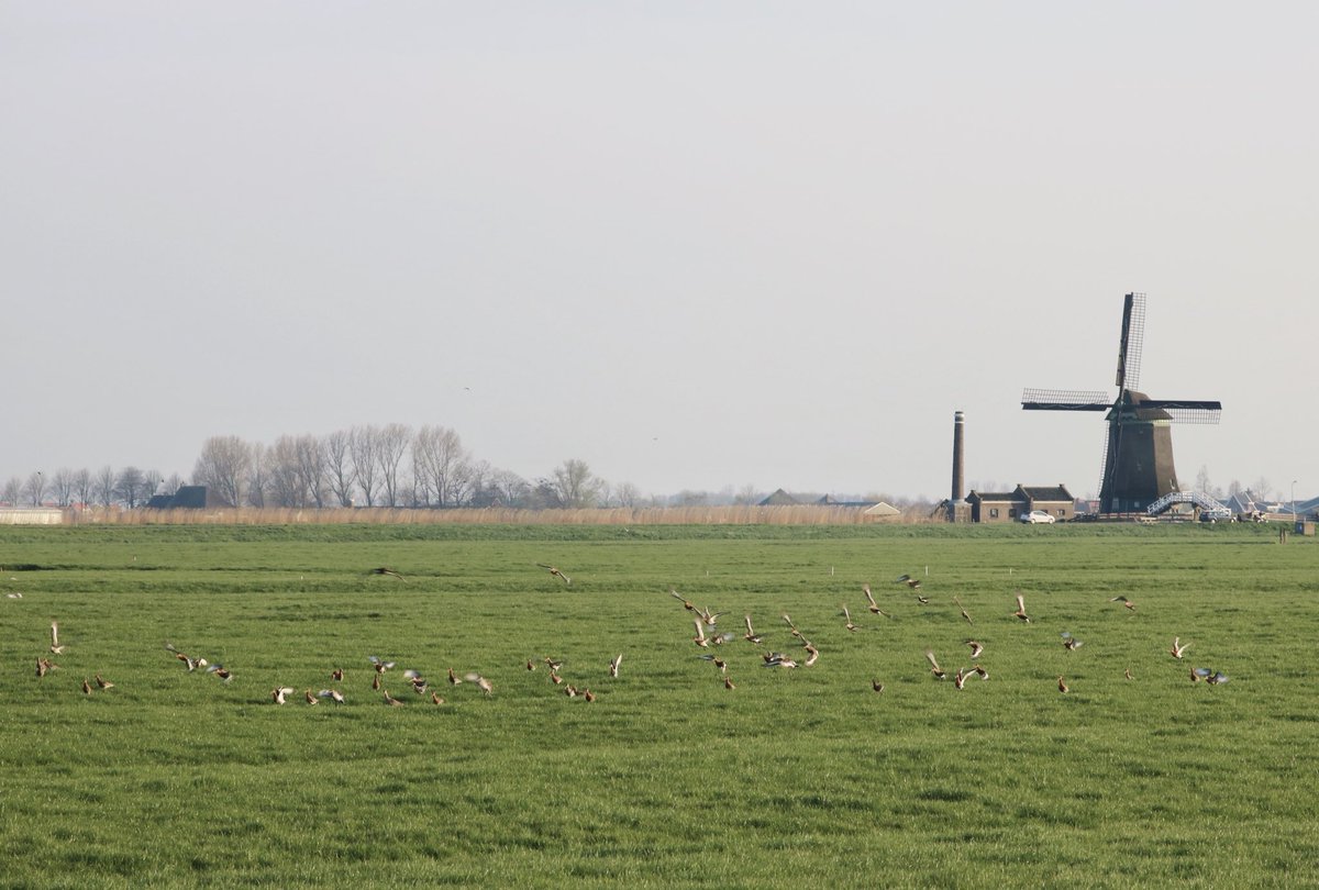 Luciebruin's tweet photo. Jahoor, onze jaarlijks terugkerende gasten zijn weer gearriveerd!
#grutto #lagehoek #opmeer #weidevogels #zeker80stuks https://t.co/eBUYEh4vZG