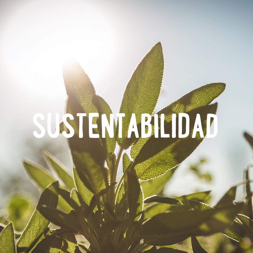DavinesMex's tweet photo. Sustentabilidad: las acciones que hoy realizas, pensando en el impacto que éstas podrían tener mañana. ❤️🌱

En Davines, nos esforzamos por mejorar cada año: tenemos un Reporte anual con el que vamos midiéndonos para mejorar. 🥰

#Davinespurpose #DavinesBcorp #davines https://t.co/rC7wScPkQ4