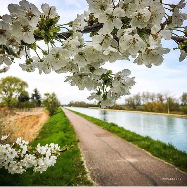 On ne se lasse pas des fleurs 🌸 du printemps ! 📷 <a href="/trotter67/">Anthony Rizk</a> - selection @bene_buhrer 
#welovealsace #visitalsace #igersfrance #igersalsace #springflowers #spring #printemps #arbre #tree #bns_trees #fleur #fleurs #flower #flowers #igersmulhouse #alsace #alsacemylove #grandest…
